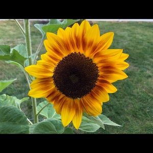 Meet your Posher, Patti